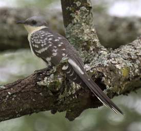 Great Spotted Cuckoo