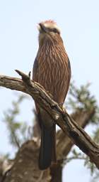  Rufous Crowned Roller