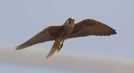  Lanner Falcon