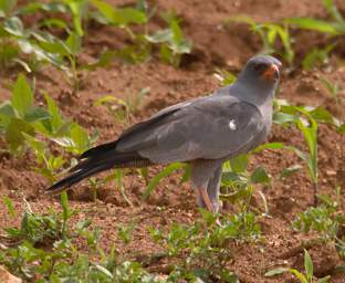  Dark Chanting Goshawk