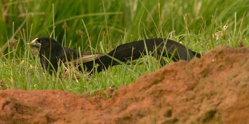  Jacksons Widowbird