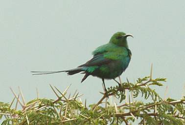  Malachite Sunbird