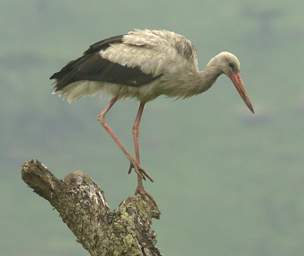  White Stork