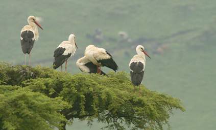  White Stork