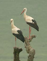  White Stork