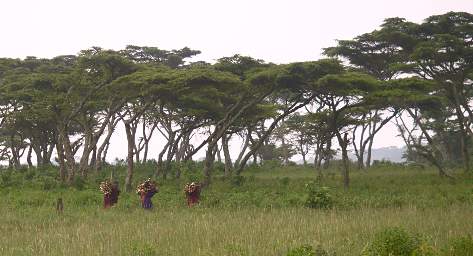  Gathering Firewood