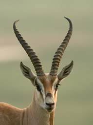 Grants Gazelle