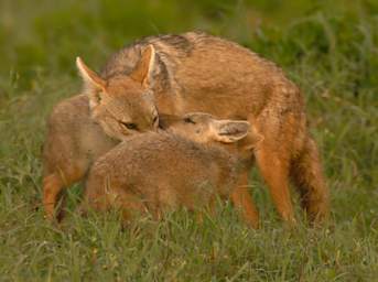  Golden Jackals