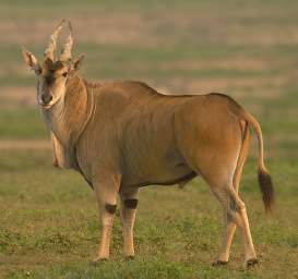  Common Eland