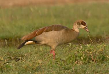  Egyptian Goose