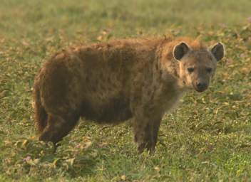  Spotted Hyena