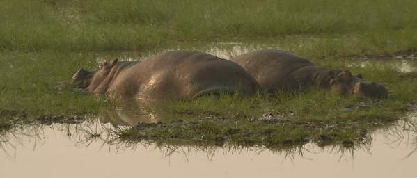 Hippopotamos