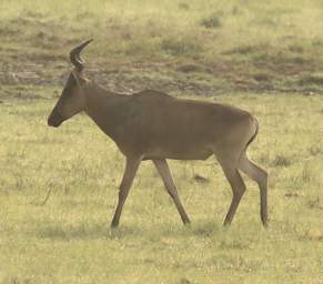  Hartebeest