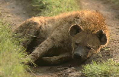  Spotted Hyena