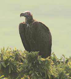  Lappet Faced Vulture