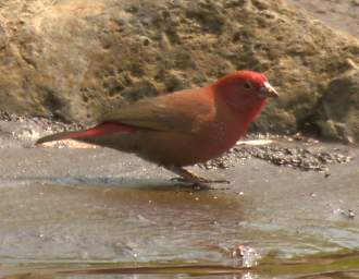  Red Billed Firefinch