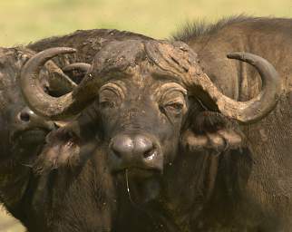  Cape Buffalo