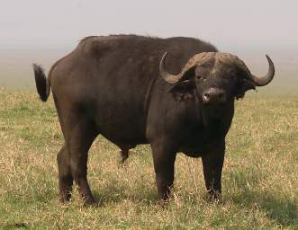  Cape Buffalo