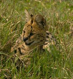  Serval Cat