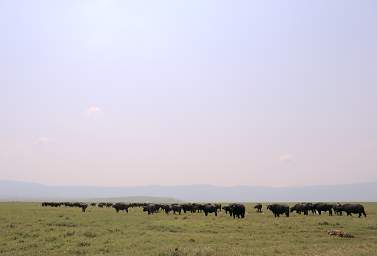  Cape Buffalo and Hyena Carcass