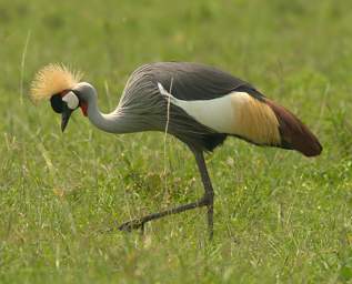  Crowned Crane