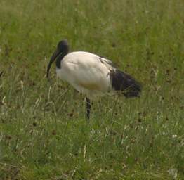  Sacred Ibis