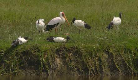 Yellow Billed Stork with Sacred Ibis