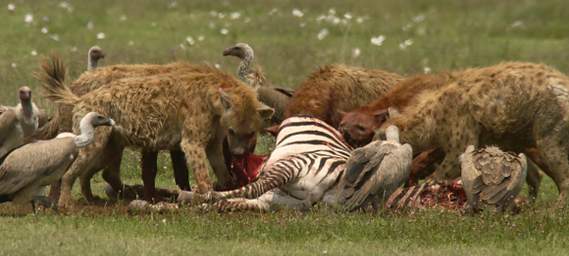  Hyenas and Vultures devouring a Zebra Carcass