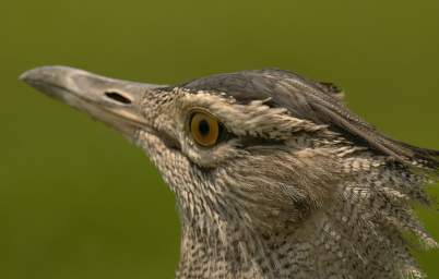  Kori Bustard