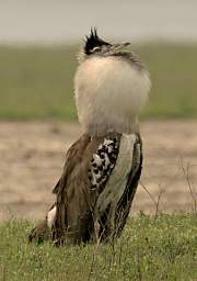  Kori Bustard Displaying