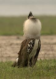 Kori Bustard Displaying