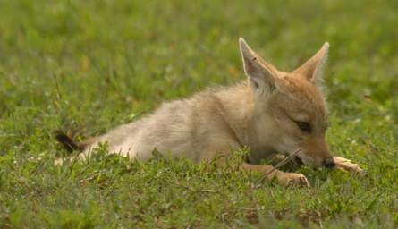  Golden Jackal