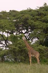  Giraffe