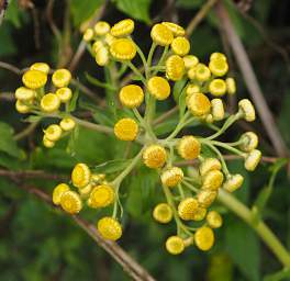 Flower Xxx Yellow