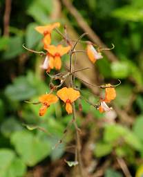 Flower Xxx Orange