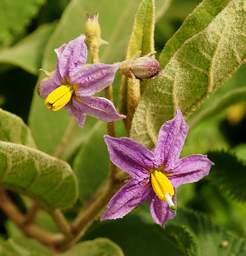 Flower Lavender Yellow