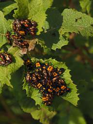 Bug Milkweed