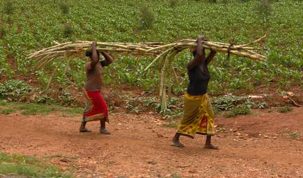  Sugarcane Women