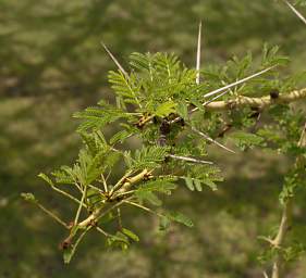  Acacia Thorns