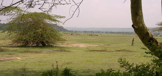  Community Overgrazing