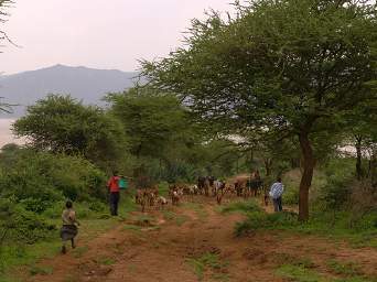  Herding Goats Nr Lk Balangida