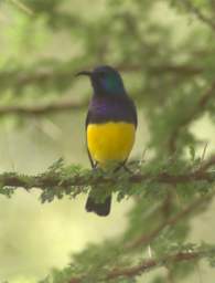  Variable Sunbird