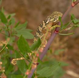  Flap Necked Chameleon