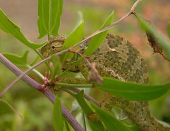  Flap Necked Chameleon