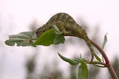  Flap Necked Chameleon