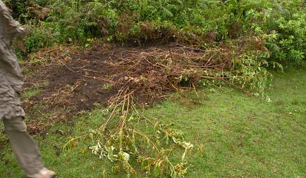  Elephant Damage