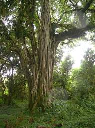  Strangler Fig