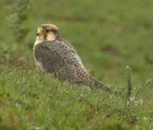 Lanner Falcon