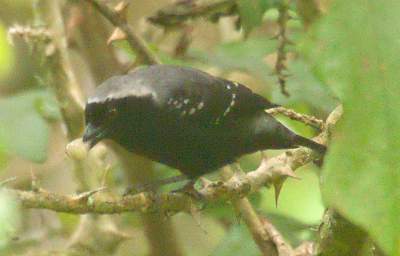 Grey Headed Negrofinch