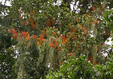  Tree Flower Xxx Orange